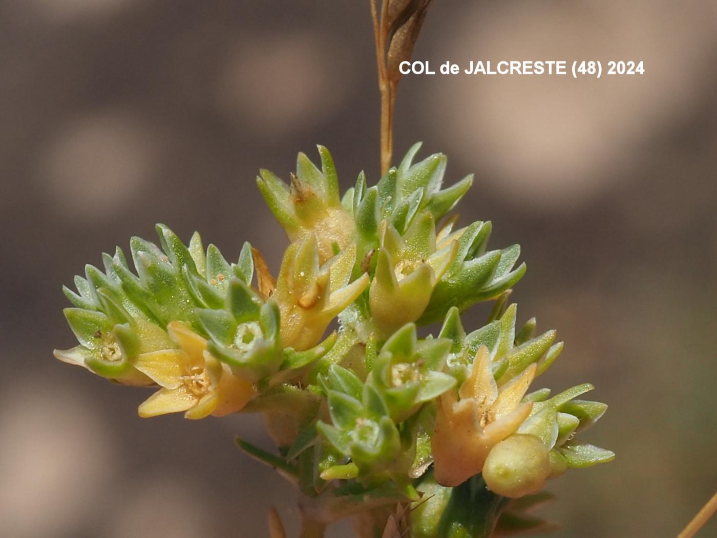 Knawel, Annual fruit